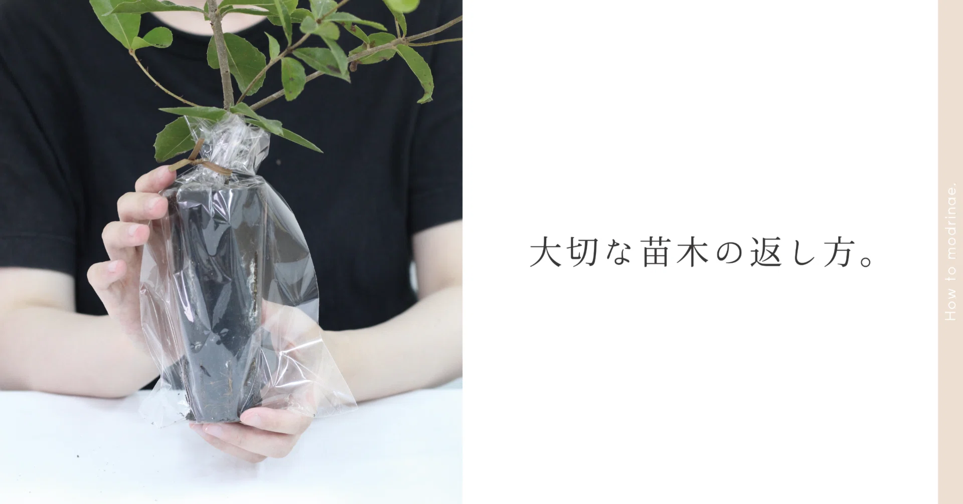 MODRINAE | 苗木の返送方法。｜MODRINAE | 木と生を共有する。