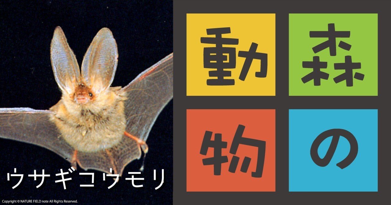 森の動物 第4回 ウサギコウモリ(ヒナコウモリ科)｜映像制作会社つばめプロ
