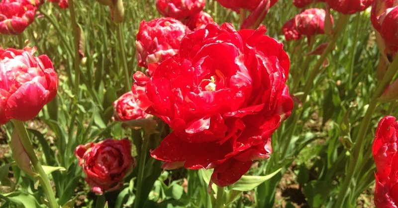 イザナミの悲しみの行く方 千花物語 Note