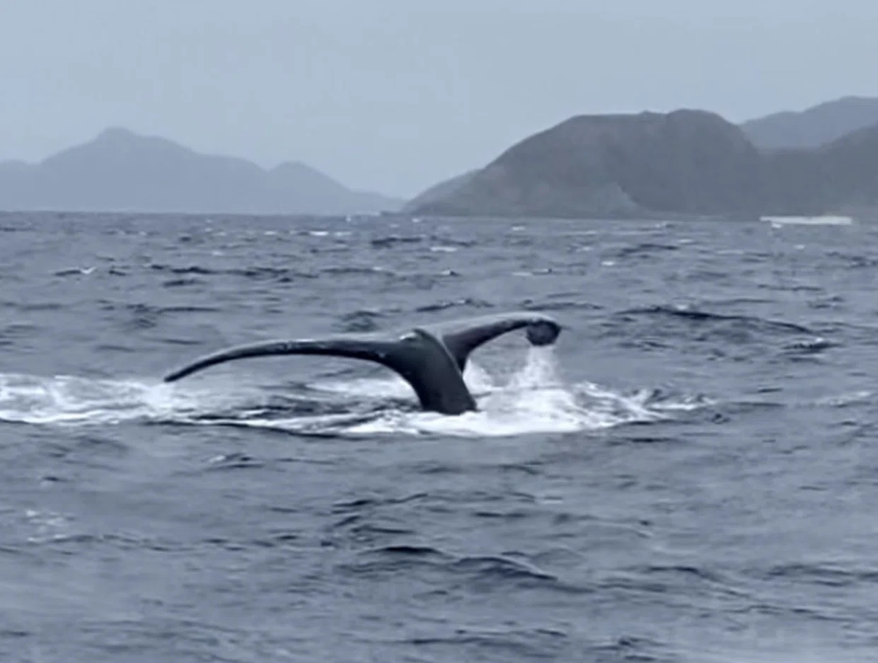 クジラは実在した!!夢を叶えた日の話‐後編‐｜志庵
