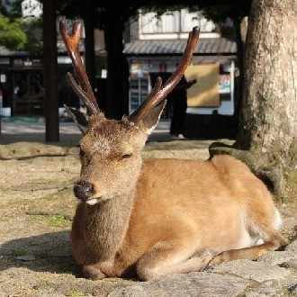 女の子同士で付き合ってるからって 別に 特別 な恋じゃない Araki Note