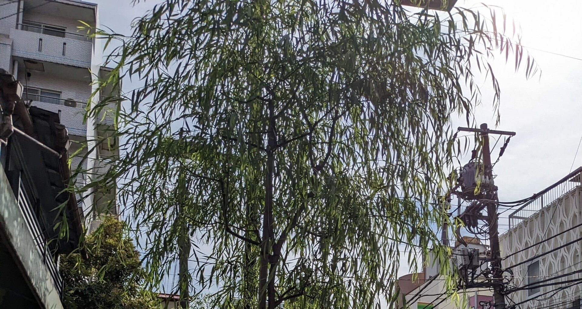 ゴジラのnoteアカウント