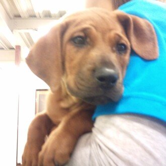 改めて自己紹介｜ゴジラ