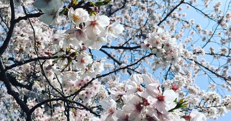 桜を見て思い出すこと。