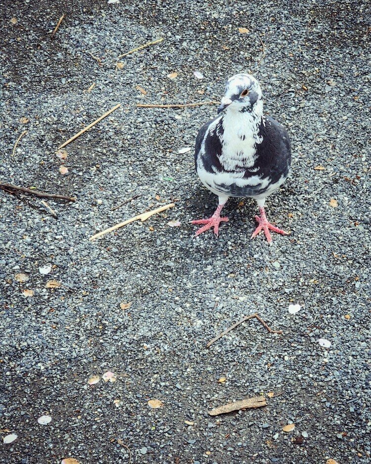 おはよーございます。

久々の曇天。
多分。世界のあらゆるモノモノがちょっとホッとしてる涼しい朝。
美しい仔が、しっかり地に紅い脚を着いておりました。

じっくりと佳い一日を。


#sky #summer #pigeon #love #moritaMiW #空 #夏 #鳩 #佳い一日の始まり 