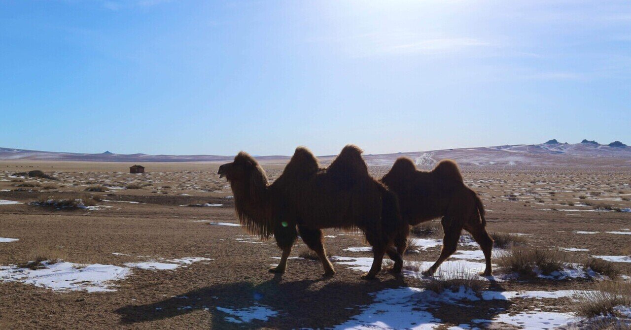 モンゴルでゲルに泊まってラクダ乗った話🐫｜ERI✧世界放浪