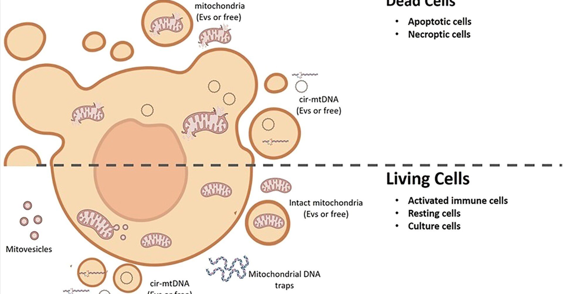 ミトコンドリア  ミトコンドリア由来の細胞間コミュニケーション｜哉百名
