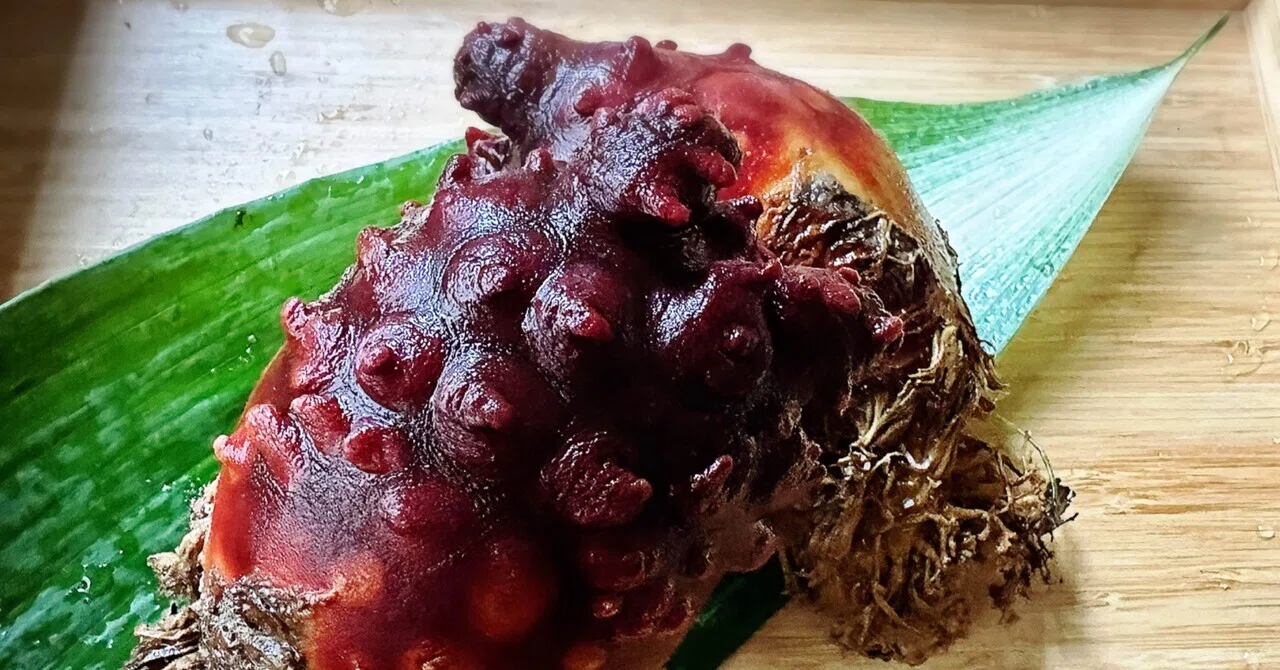 A summer to savor the lingering sea squirts.｜cucina T
