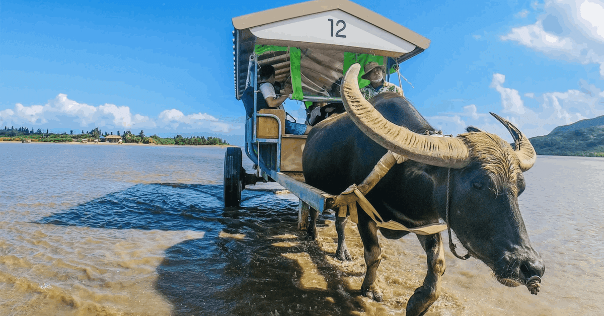 石垣島水牛のツノ