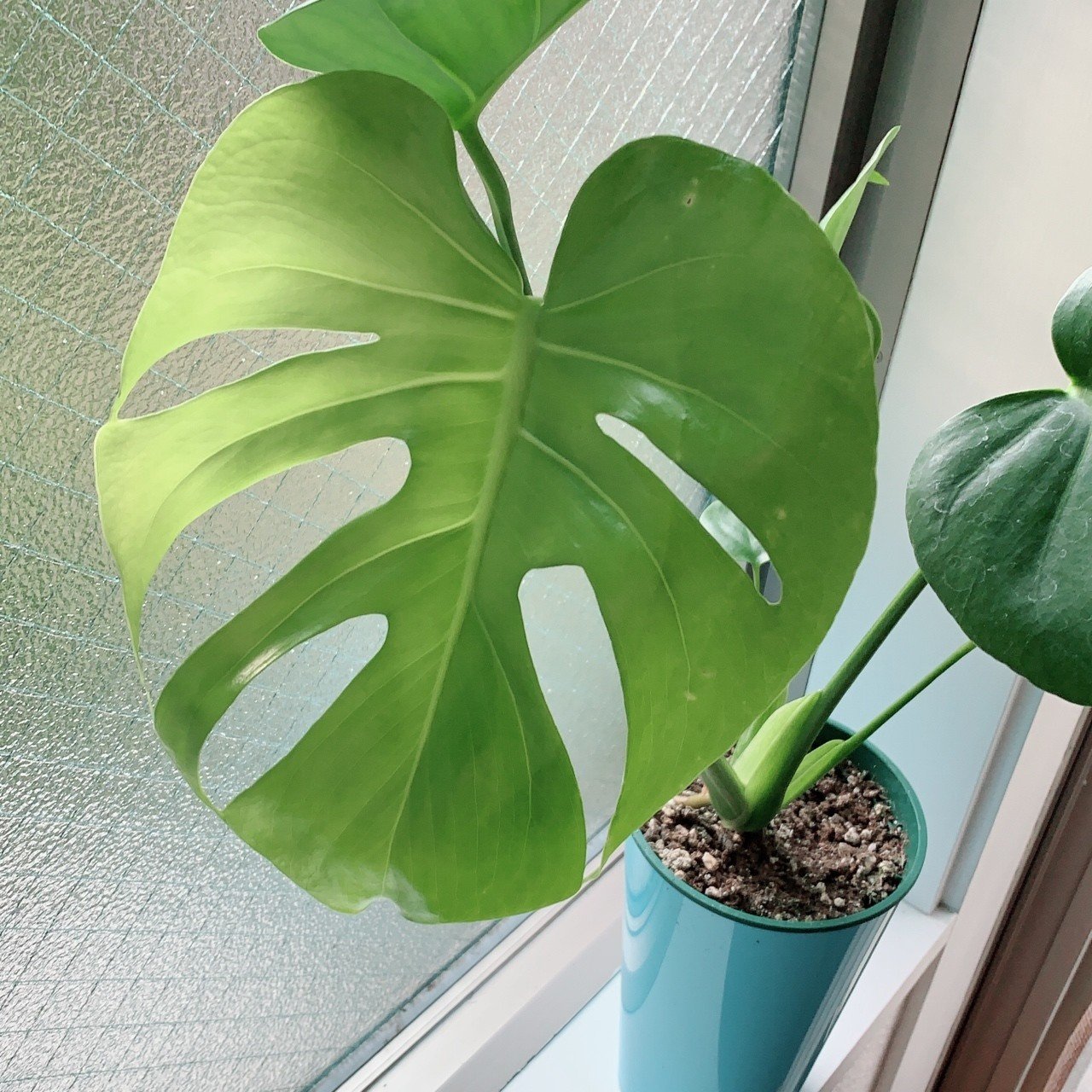 モンステラの成長が早い 俺やで バナやで Note