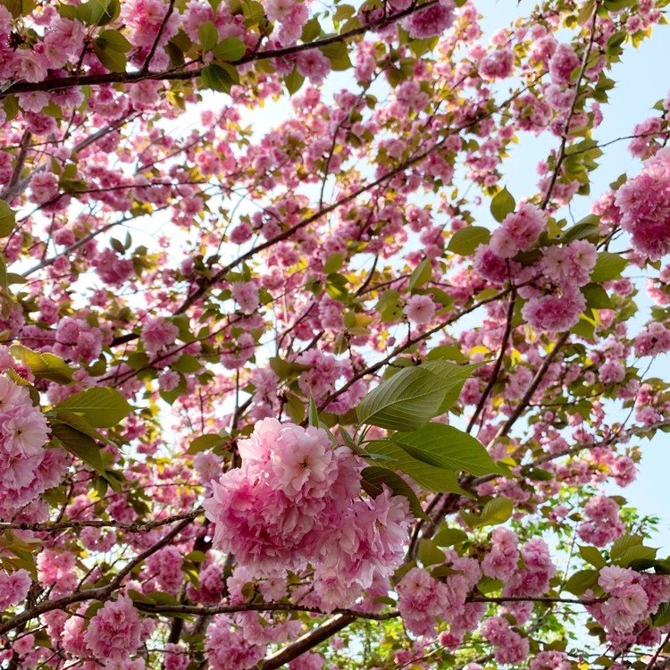 八重桜が好き
フリフリの薄紅色の裾を
風になびかせて
背伸びしている



#写真 #桜 #八重桜 #花 #Photo
