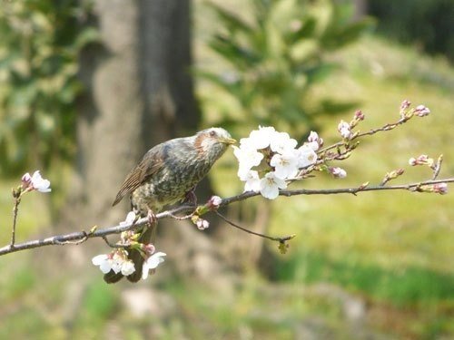 第170回 ヒヨドリの習性 4回目 翆野 大地 Note 第170回 ヒヨドリの習性 4回目 翆野 大地 Note