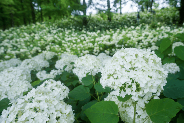 📍神戸市立森林植物園