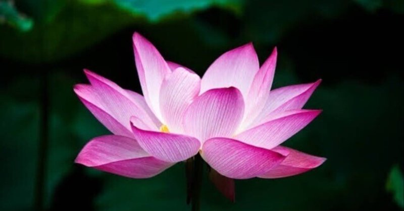 舞日記二十二　蓮花の池「Lotus　Pond」✖︎花女舞（動画有）