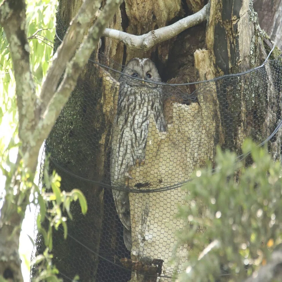 誰でも知ってる野鳥 フクロウ｜くまごろう