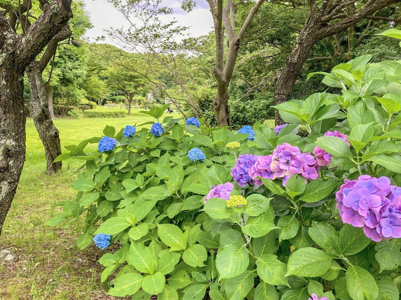 ふじさわキュン♡ぽた Ep10《紫陽花がつなぐ藤沢花めぐり》】SURUGA