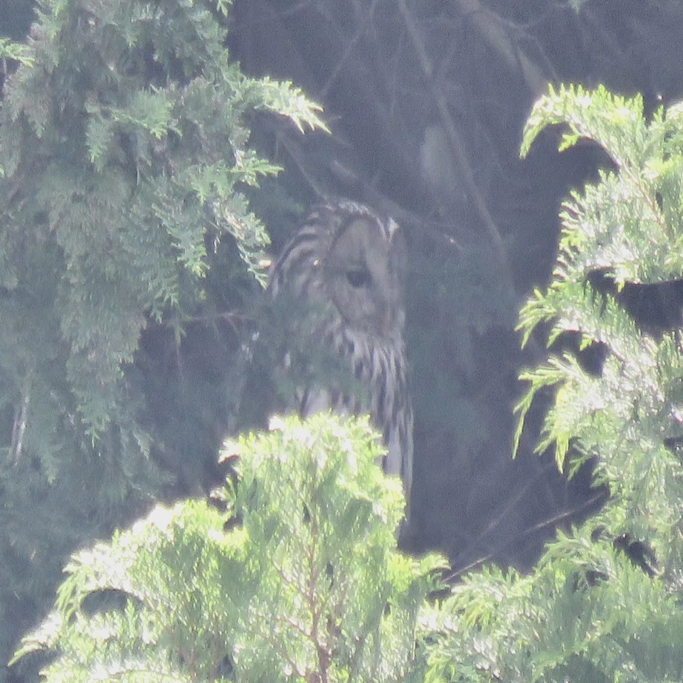 誰でも知ってる野鳥 フクロウ｜くまごろう