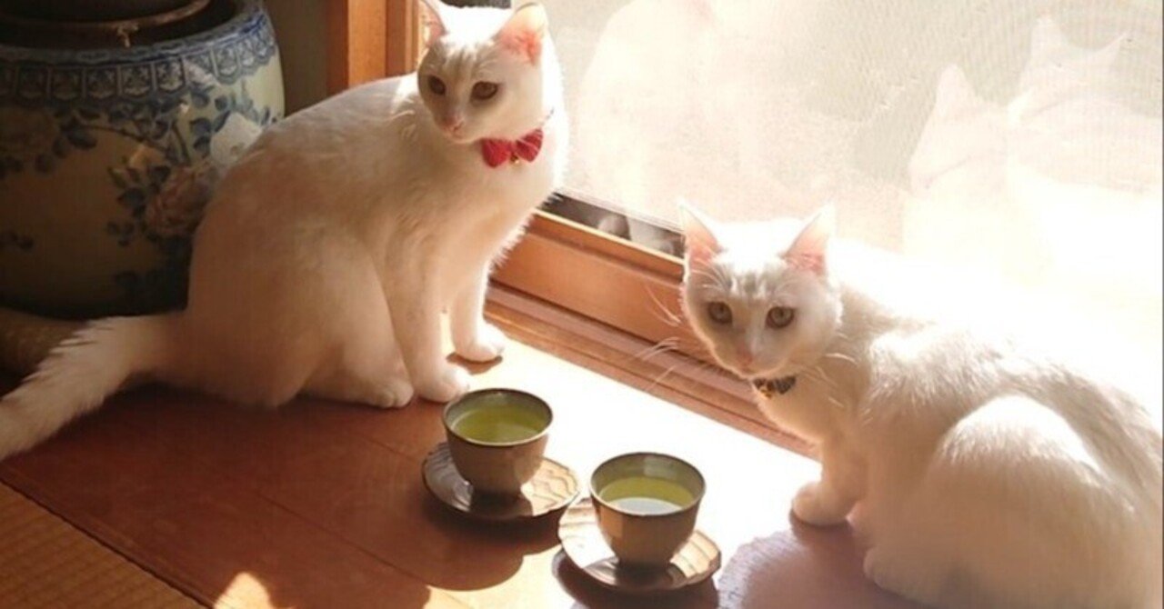 仲間に入りたい】2匹の白猫が和室で優雅なお茶会を開催→見た目が