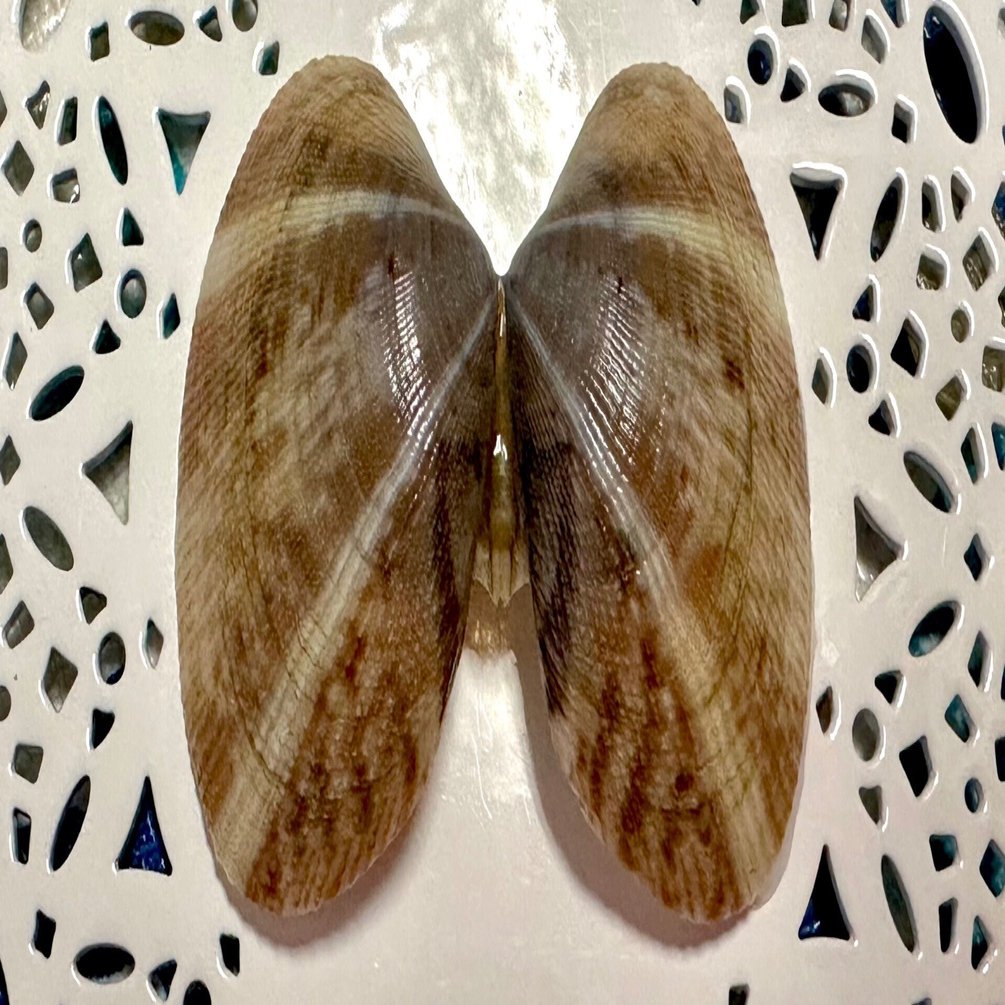 ♡\"あさりあ\" お取り置き♡ 想い出のアニメライブラリー 第16集あさりちゃん DVD-BOX デジタルリ