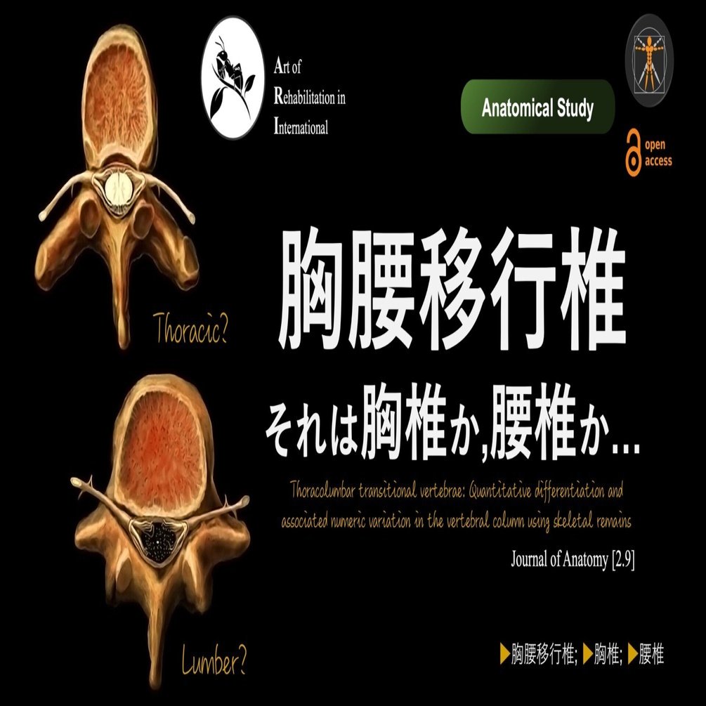 胸腰移行椎。それは胸椎か,腰椎か…｜Super Human | 理学療法士