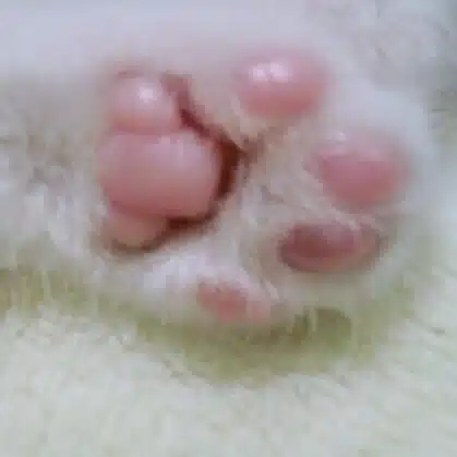 猫の手