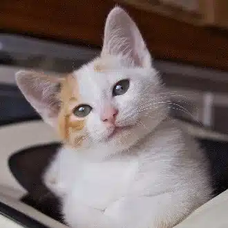玄