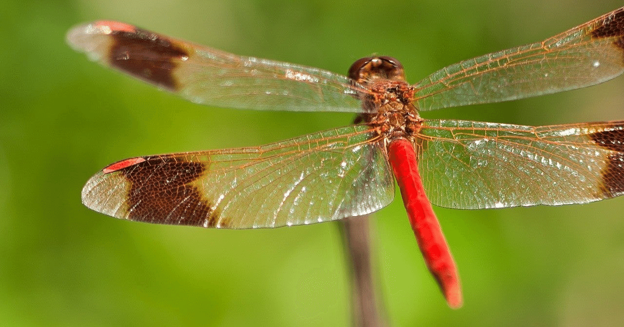 蜻蛉にまつわるエトセトラ｜植野ぽんじ