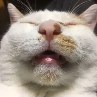 Happy_Noppy