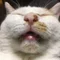 Happy_Noppy