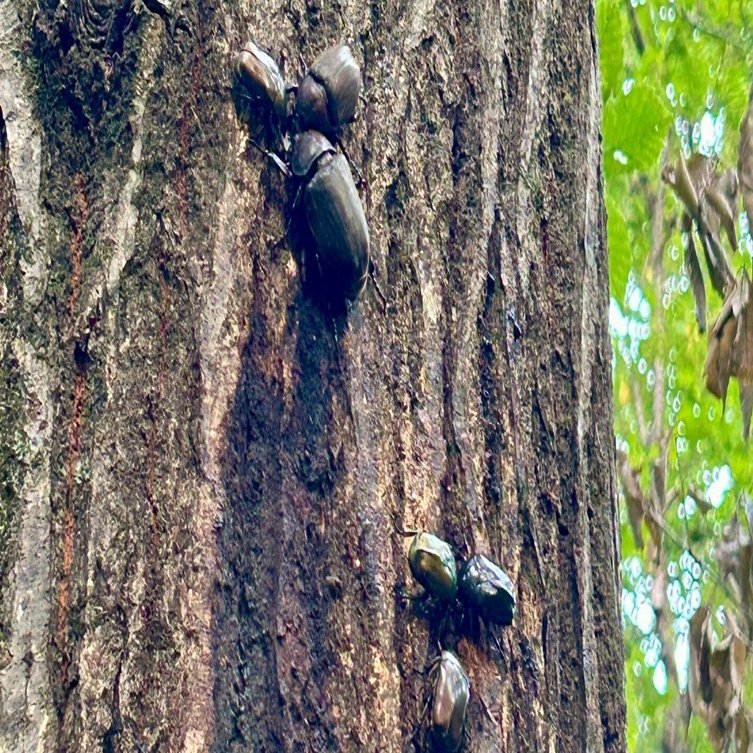 名取市で昆虫採集を楽しもう！カブトムシ・クワガタムシ採集のコツを大