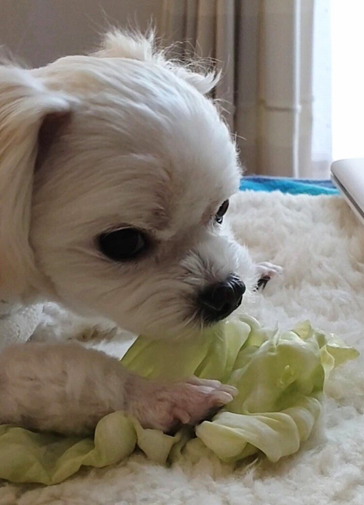 むーちょは、食後に必ず１枚いただきます。手で押さえ、引きちぎって、上手に食します