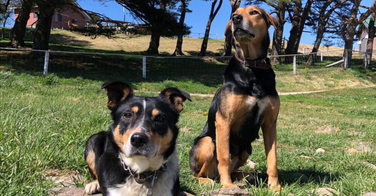 ファームショー再開！！｜那須どうぶつ王国公式note