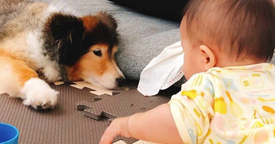 子供と犬が仲良く快適な暮らしをするには にしぐち かずみ 犬の心と体トータルケアセラピスト Note