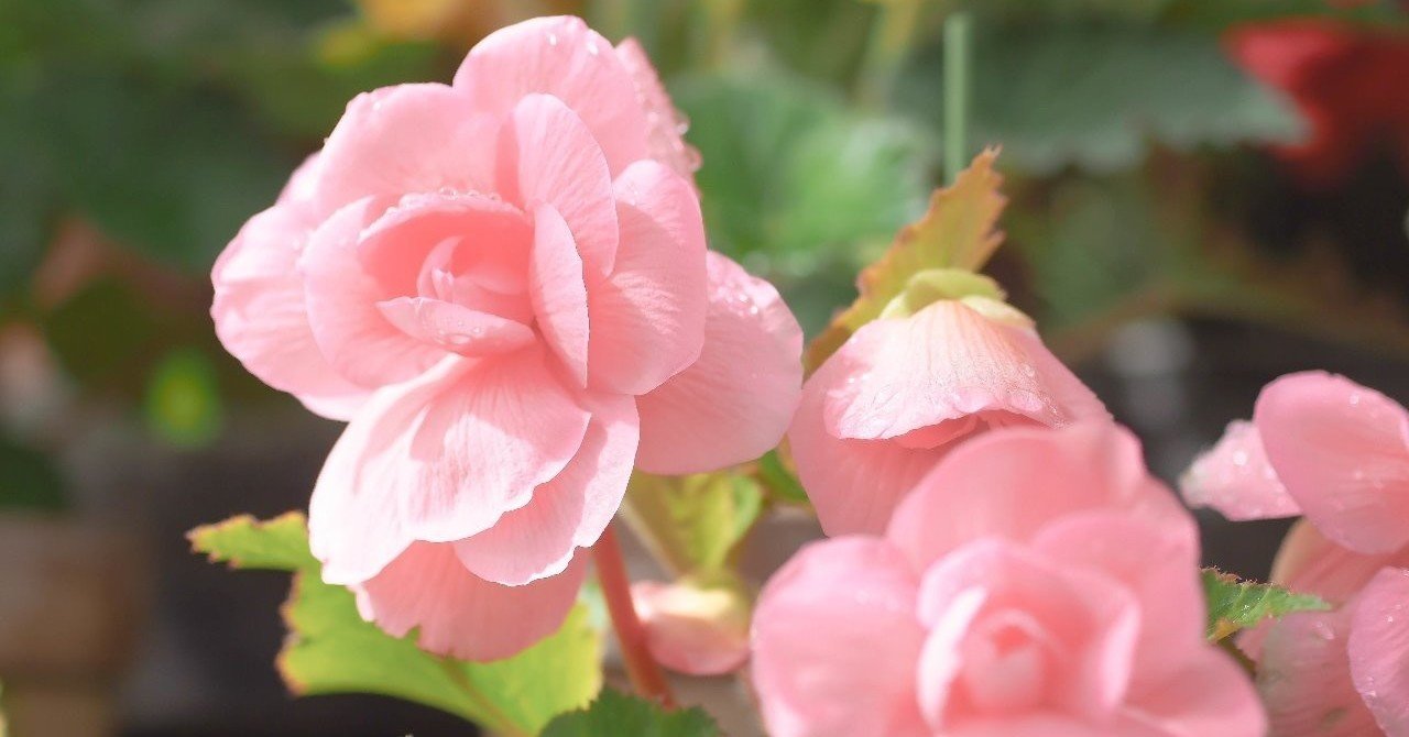 花の咲き方は人それぞれじゃないかな ポトス Note
