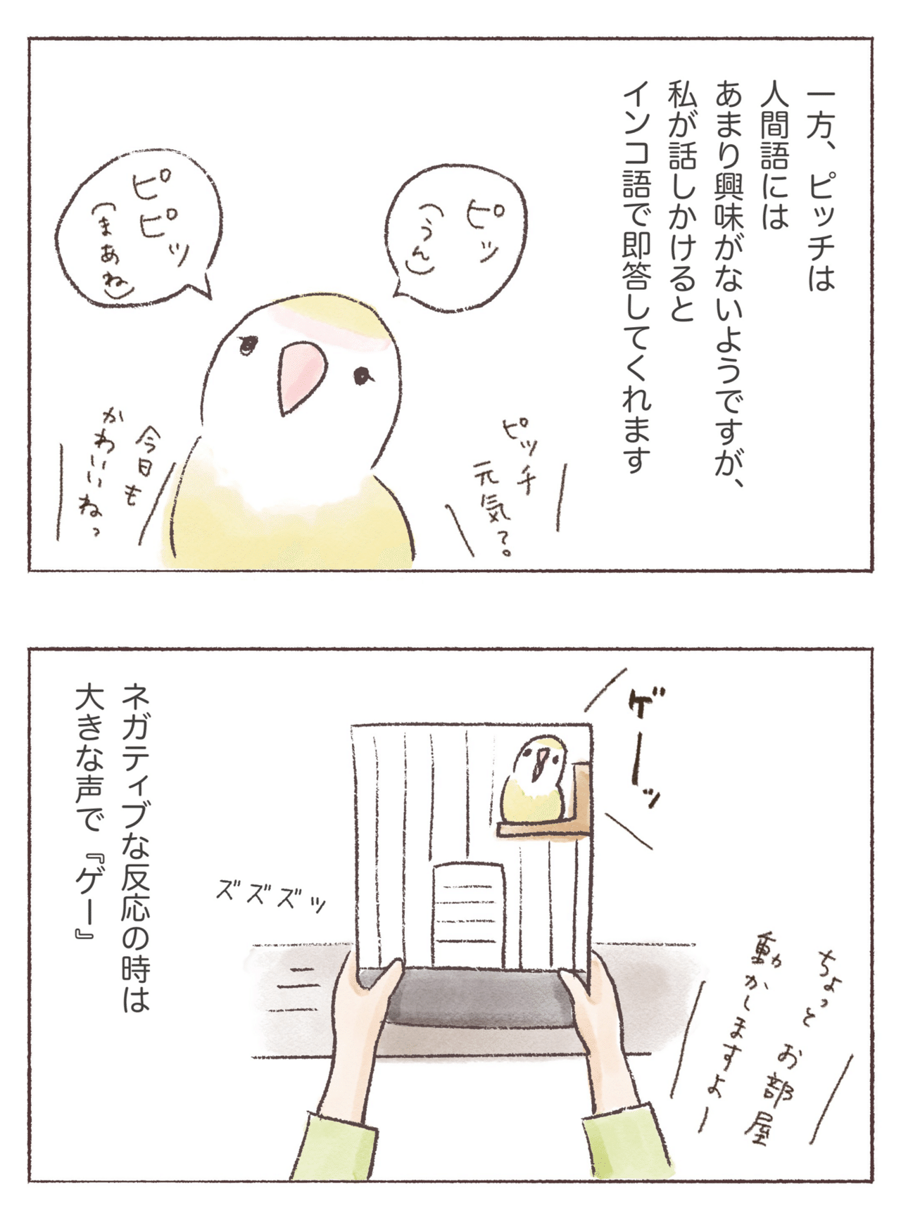 ピッチのインコ語 【うちのインコまんが】｜PitchPotch（ぴちぽち）