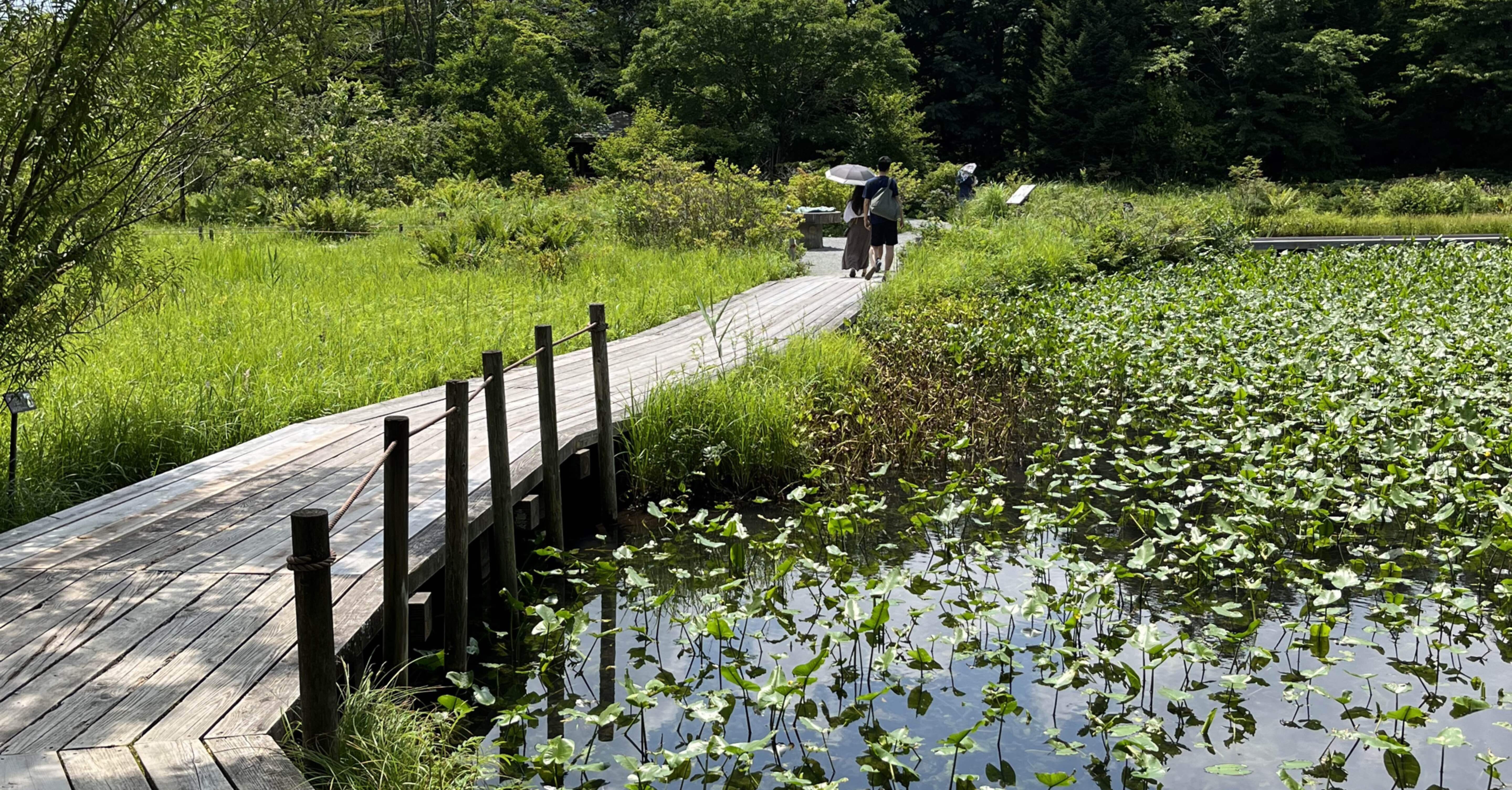 立秋の頃　パステル画　箱根湿性花園 105bdff0dc48204c9cbed1f7f91dd3