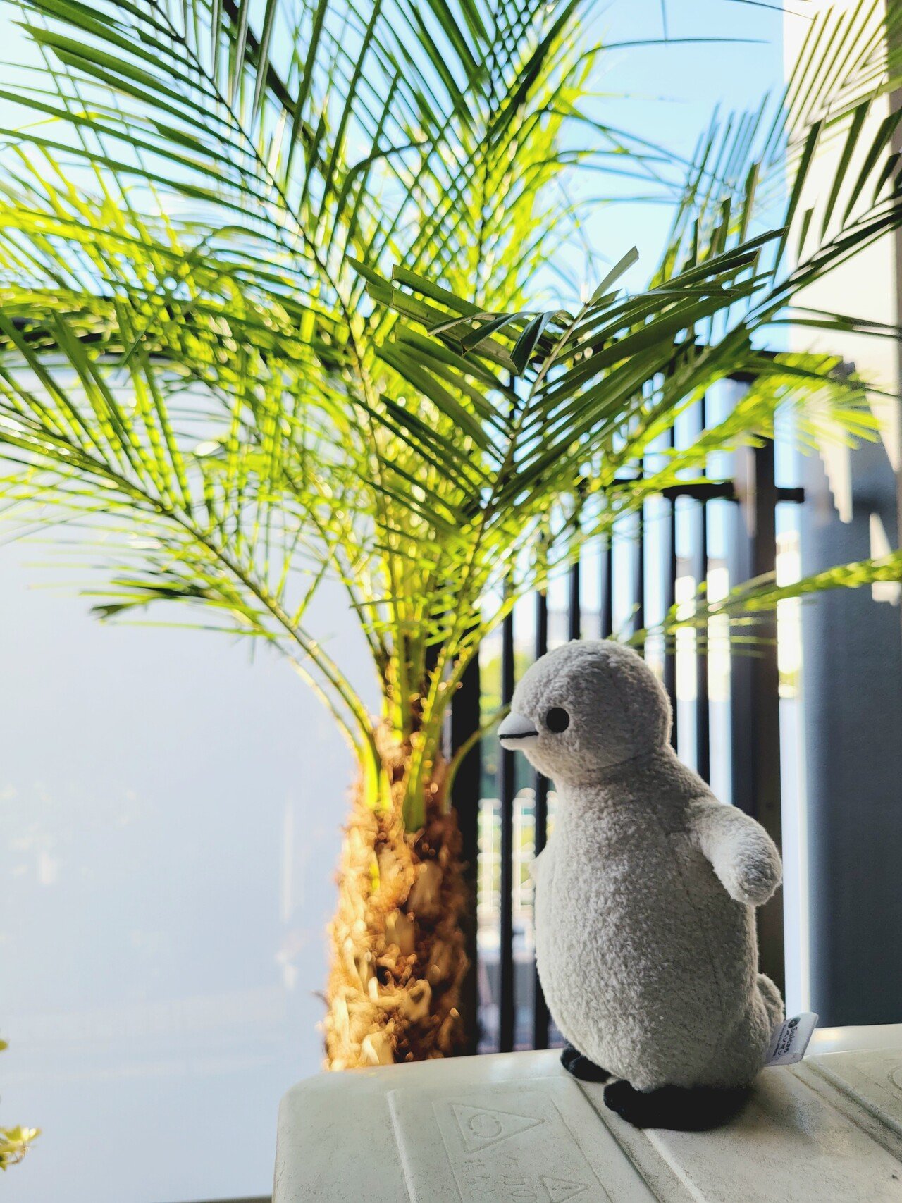 フェニックスロベレニー（230） 【公式通販】