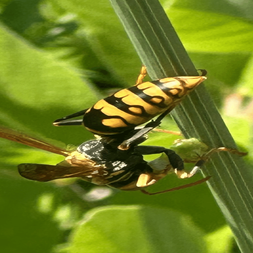 背黒脚長蜂｜EGGSEED