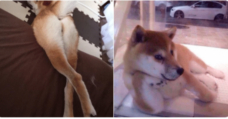 マッチョな犬が流行るならセクシーな犬が流行ってもいいじゃない ﾐﾗｸﾙみちる Note