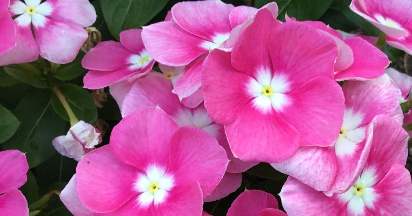 ん？なんかおかしい｜Chappy