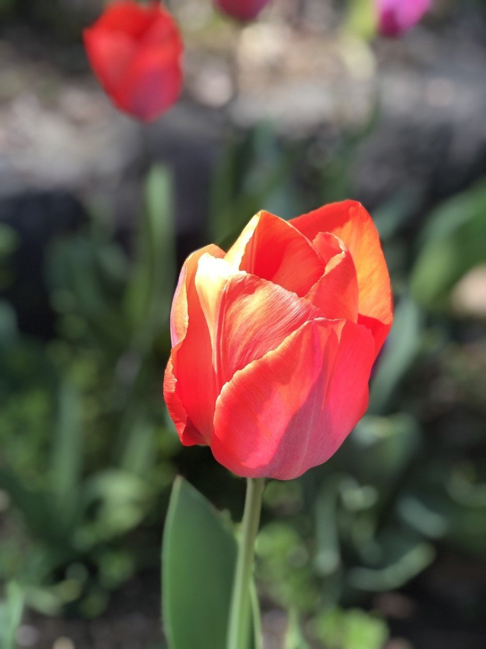 ワンピース から学ぶ 家族愛の大切さ 唐澤俊和 軟水 Note