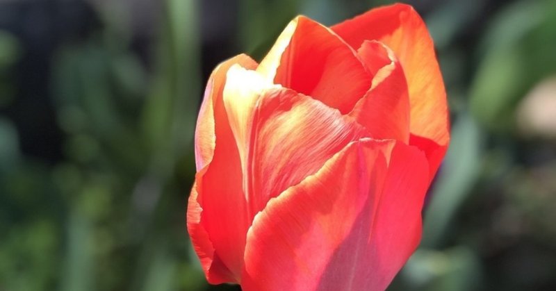 ワンピース から学ぶ 家族愛の大切さ 唐澤俊和 軟水 Note