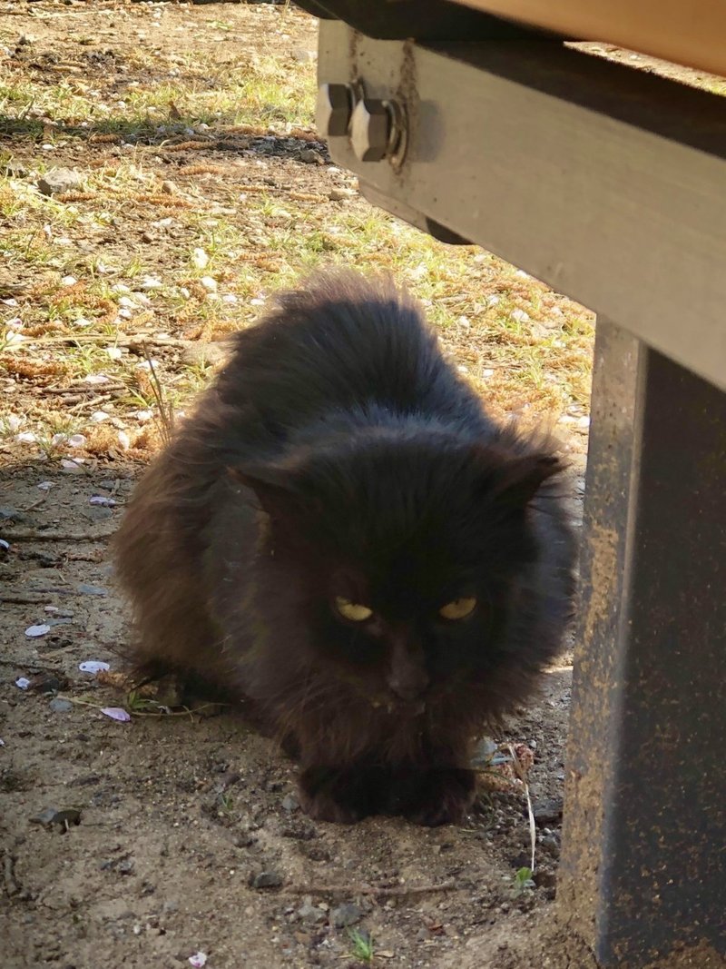 ワンピース から学ぶ 家族愛の大切さ 唐澤俊和 軟水 Note