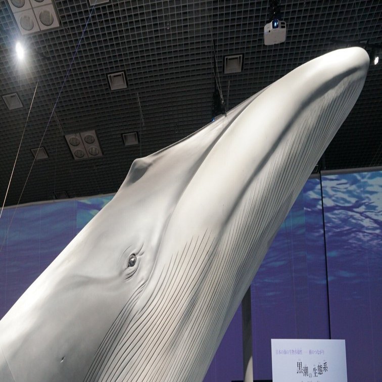 国立科学博物館「特別展・海」でした｜始祖鳥堂まふ（M.A.F.）