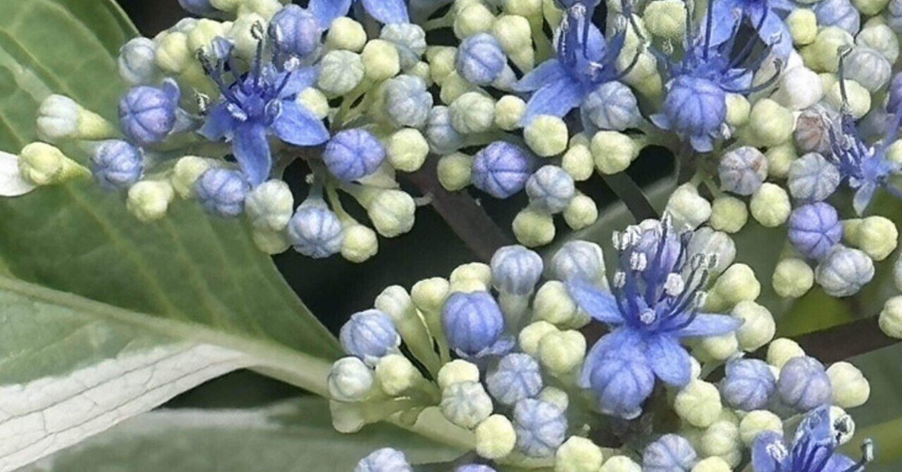 斑入額紫陽花|EGGSEED 斑入額紫陽花|EGGSEED