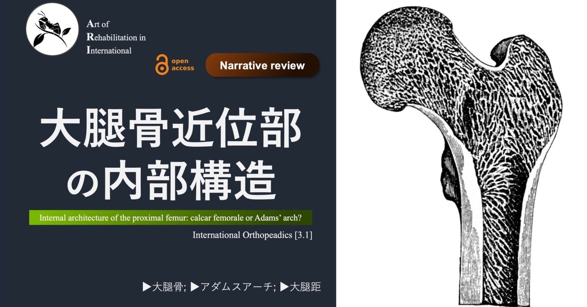 大腿骨近位部の内部構造｜Super Human | 理学療法士／保健学博士 Ph.D.