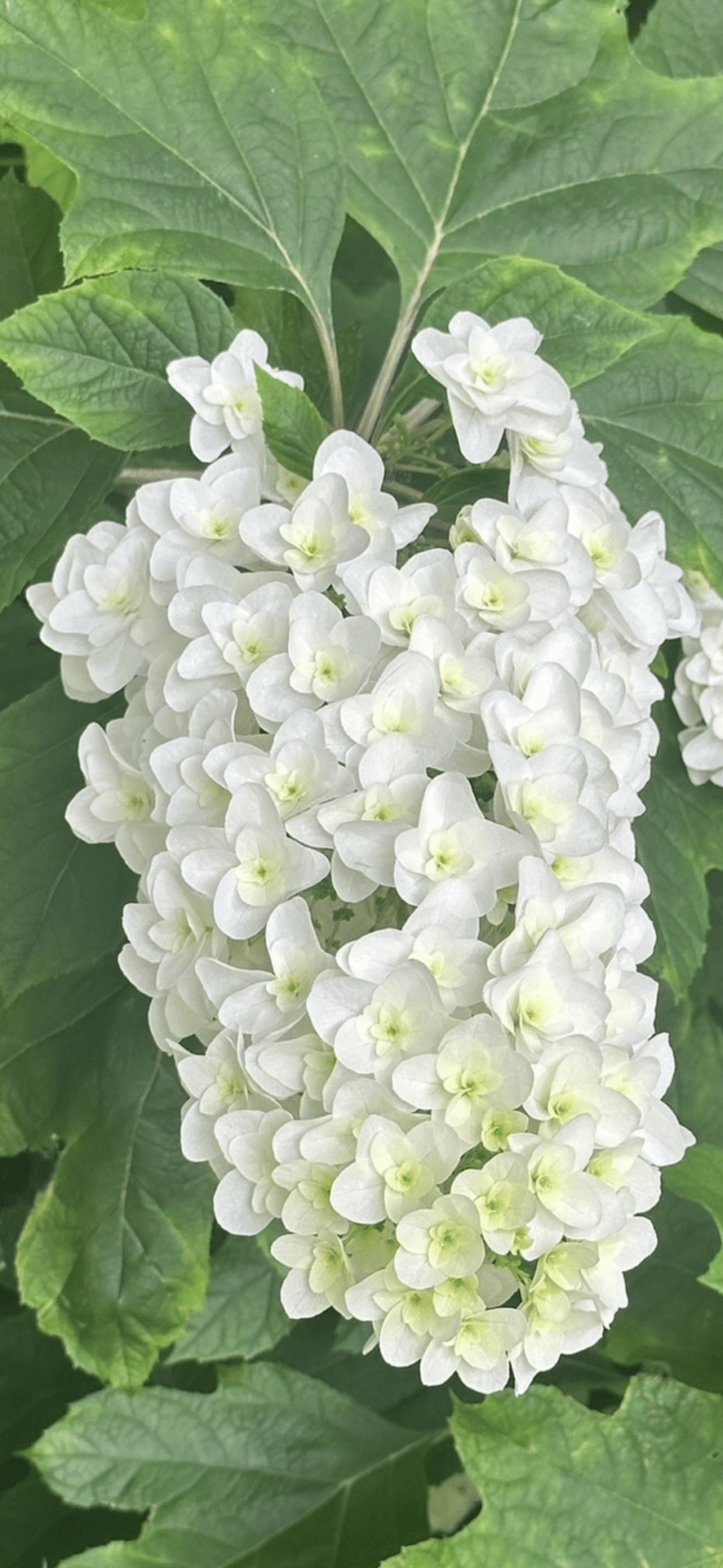 柏葉紫陽花|EGGSEED 柏葉紫陽花|EGGSEED