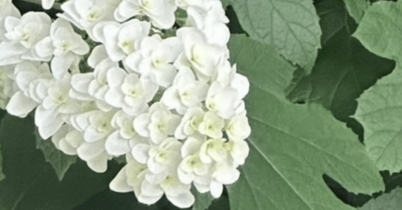 ハイドランジア アキレギア Bグレード 柏葉紫陽花｜EGGSEED