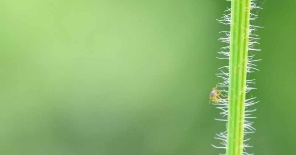 第12回 天敵のアブラムシについて Tomohito Note