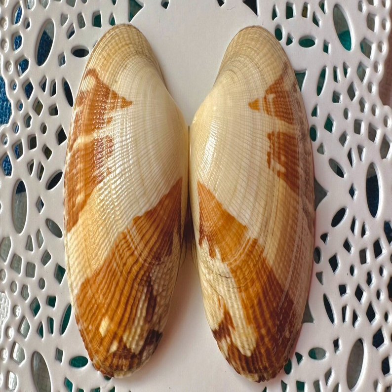 あさりの中で暮らすカニ｜あさりの魅力研究家/朝理多サリア